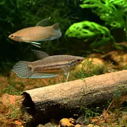 Longfin Betta, photo 4