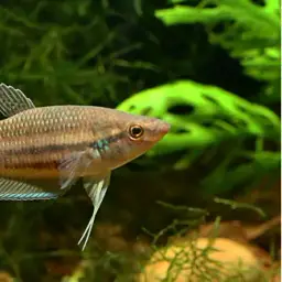 Longfin Betta, photo 5