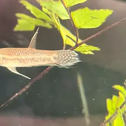 Longfin Betta, photo 6