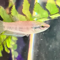 Longfin Betta, photo 7