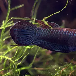 Foersch's Mouthbrooder, photo 2