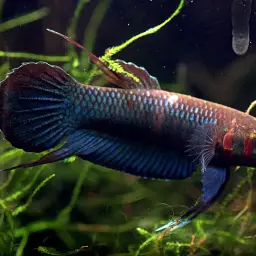 Foersch's Mouthbrooder, photo 4