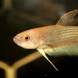 Ibanorum Betta