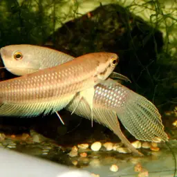 Ibanorum Betta, photo 2