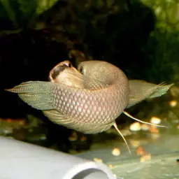 Ibanorum Betta, photo 3