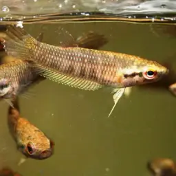 Ibanorum Betta, photo 4