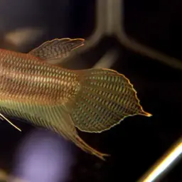 Ibanorum Betta, photo 5