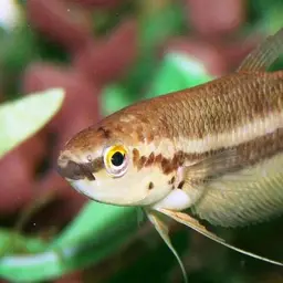 Ibanorum Betta, photo 6