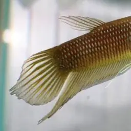 Ibanorum Betta, photo 7