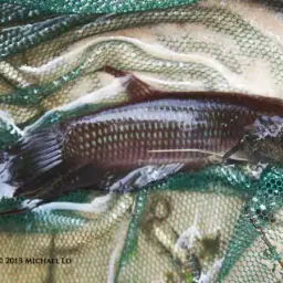 Ibanorum Betta, photo 8