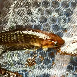 Ibanorum Betta, photo 9