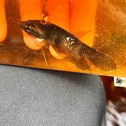Ibanorum Betta, photo 10