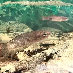 Ibanorum Betta, photo 11