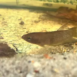 Ibanorum Betta, photo 12