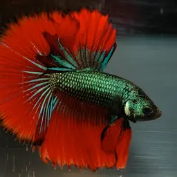 Peaceful Betta