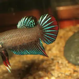 Peaceful Betta, photo 2