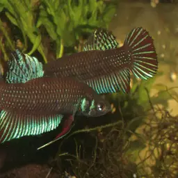 Peaceful Betta, photo 3