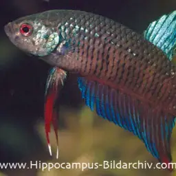 Peaceful Betta, photo 5