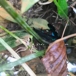 Peaceful Betta, photo 6