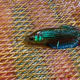 Peaceful Betta, photo 7