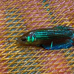 Peaceful Betta, photo 8