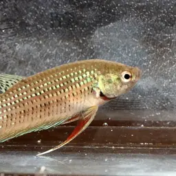 Peaceful Betta, photo 11