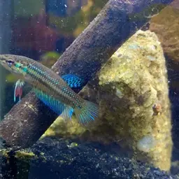 Peaceful Betta, photo 12