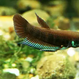 Kapuas Betta