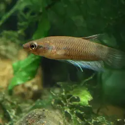 Kapuas Betta, photo 2