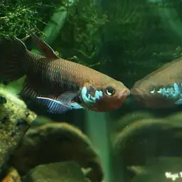 Kapuas Betta, photo 4
