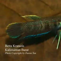 Kapuas Betta, photo 5
