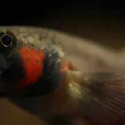 Brunei Beauty, photo 12