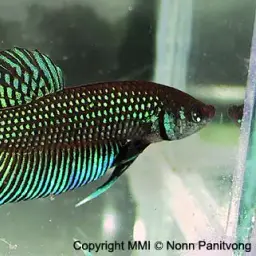 Mahachai Betta