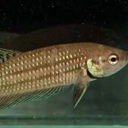 Mahachai Betta, photo 2