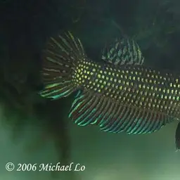 Mahachai Betta, photo 3