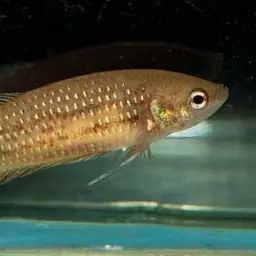 Mahachai Betta, photo 4