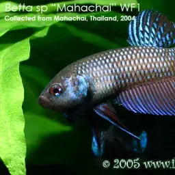 Mahachai Betta, photo 5