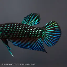 Mahachai Betta, photo 6