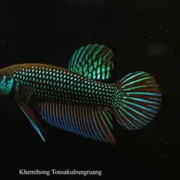 Mahachai Betta, photo 8