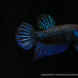 Mahachai Betta, photo 9