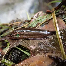 Mahachai Betta, photo 10