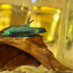Mahachai Betta, photo 12