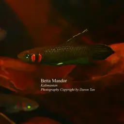 Mandor, photo 2