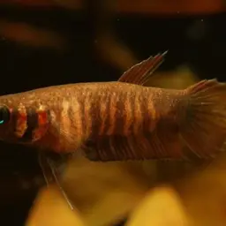 Mandor, photo 3