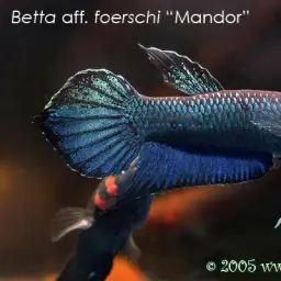 Mandor, photo 5