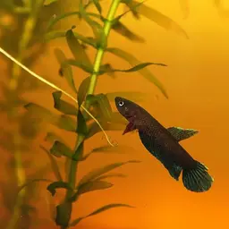 Smallfin Fighter, photo 3