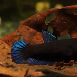 Black Dwarf Betta, photo 2
