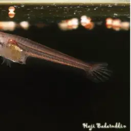 Black Dwarf Betta, photo 3