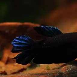 Black Dwarf Betta, photo 4