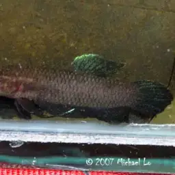 Black Dwarf Betta, photo 5